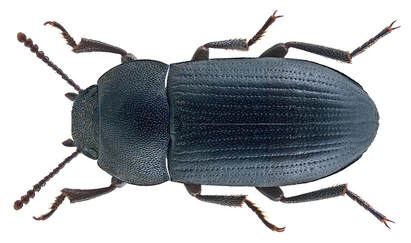 Picture of a beetle in Cairns