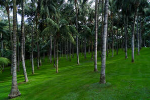 Picture of palm tress and fresh lawn